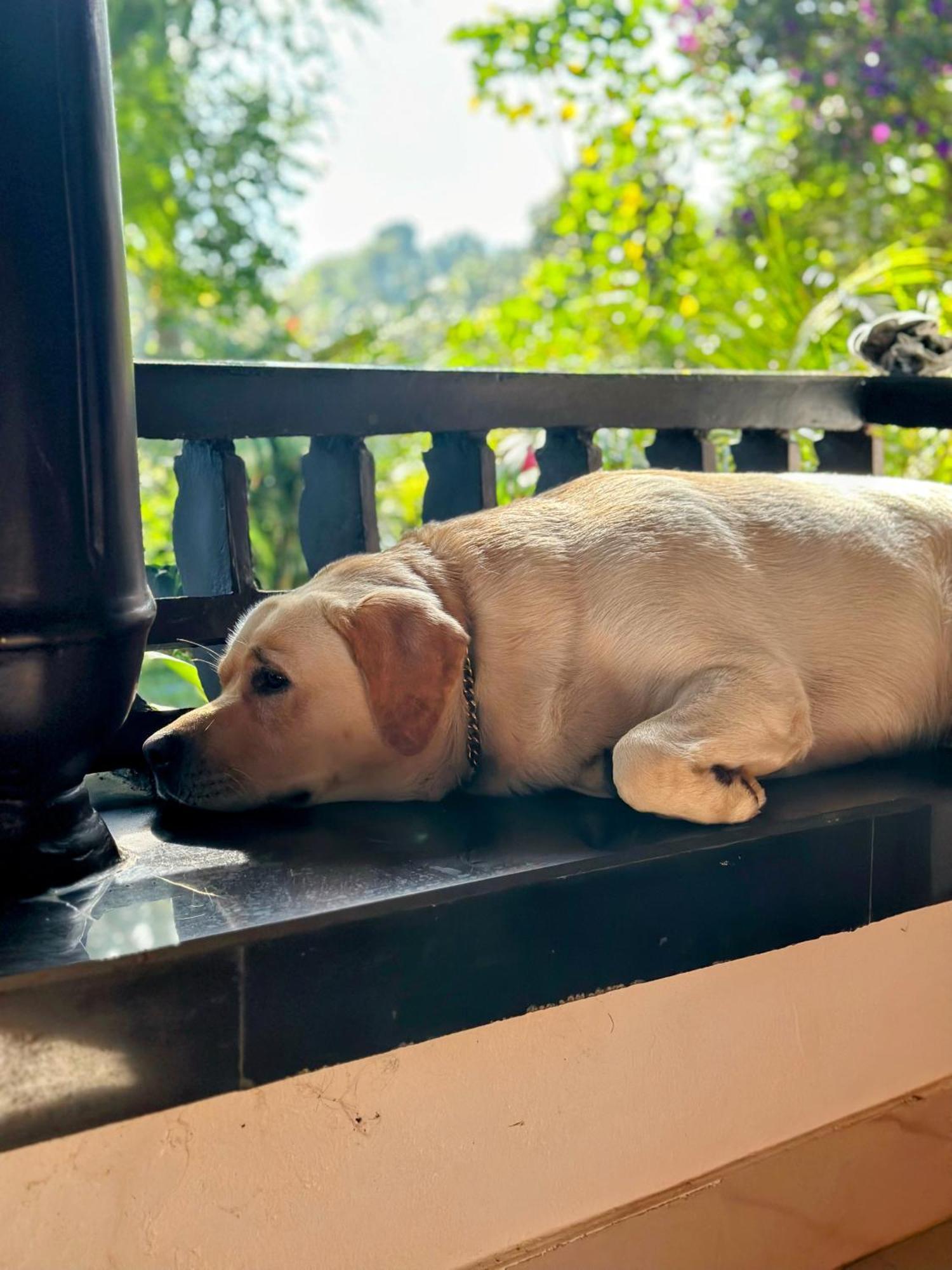Thoppil Homestay Munnar Εξωτερικό φωτογραφία